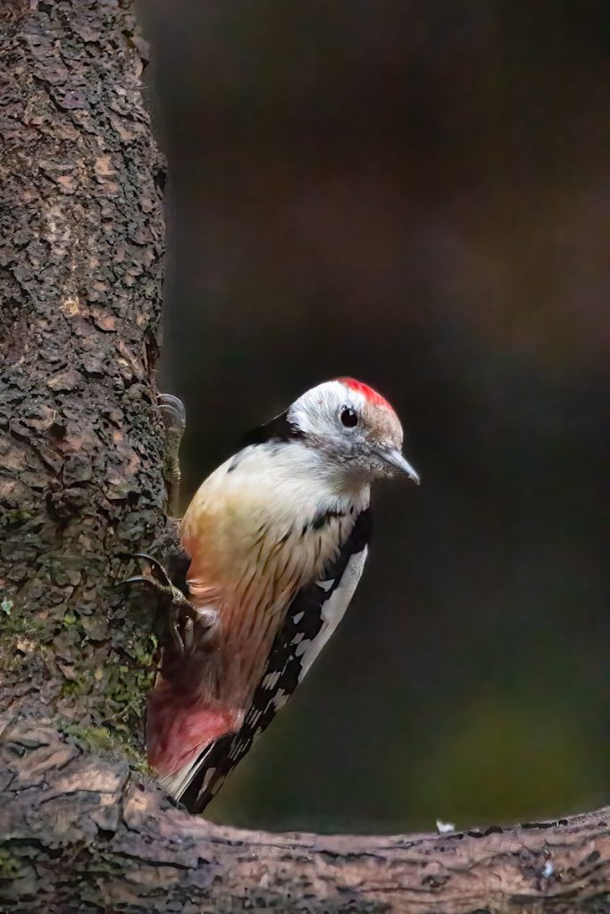 Aventure ornithologique au parc des oiseaux de Villars les Dombes