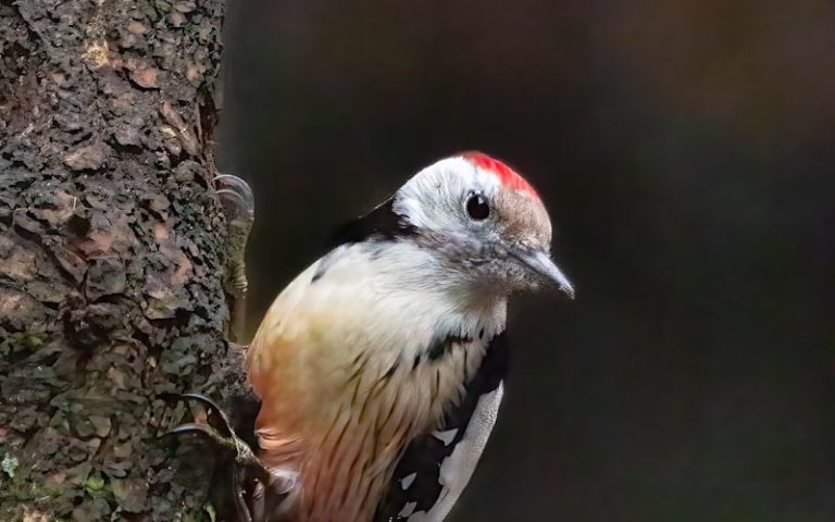 Aventure ornithologique au parc des oiseaux de Villars les Dombes