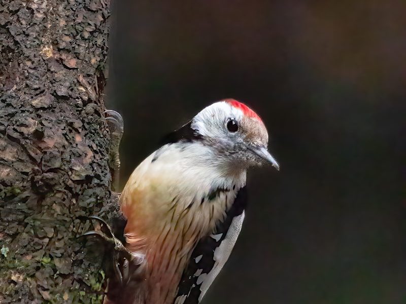 Aventure ornithologique au parc des oiseaux de Villars les Dombes