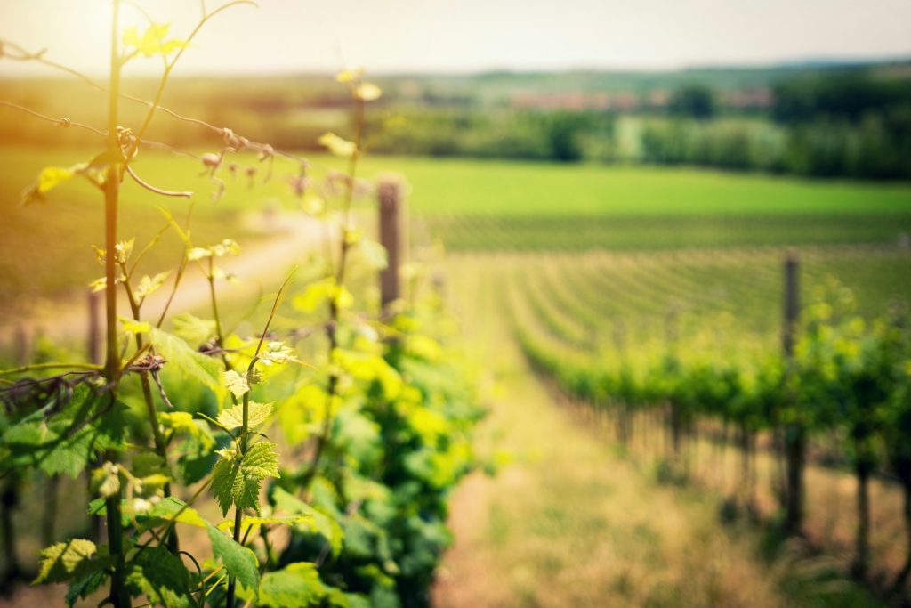 le vins de bugey